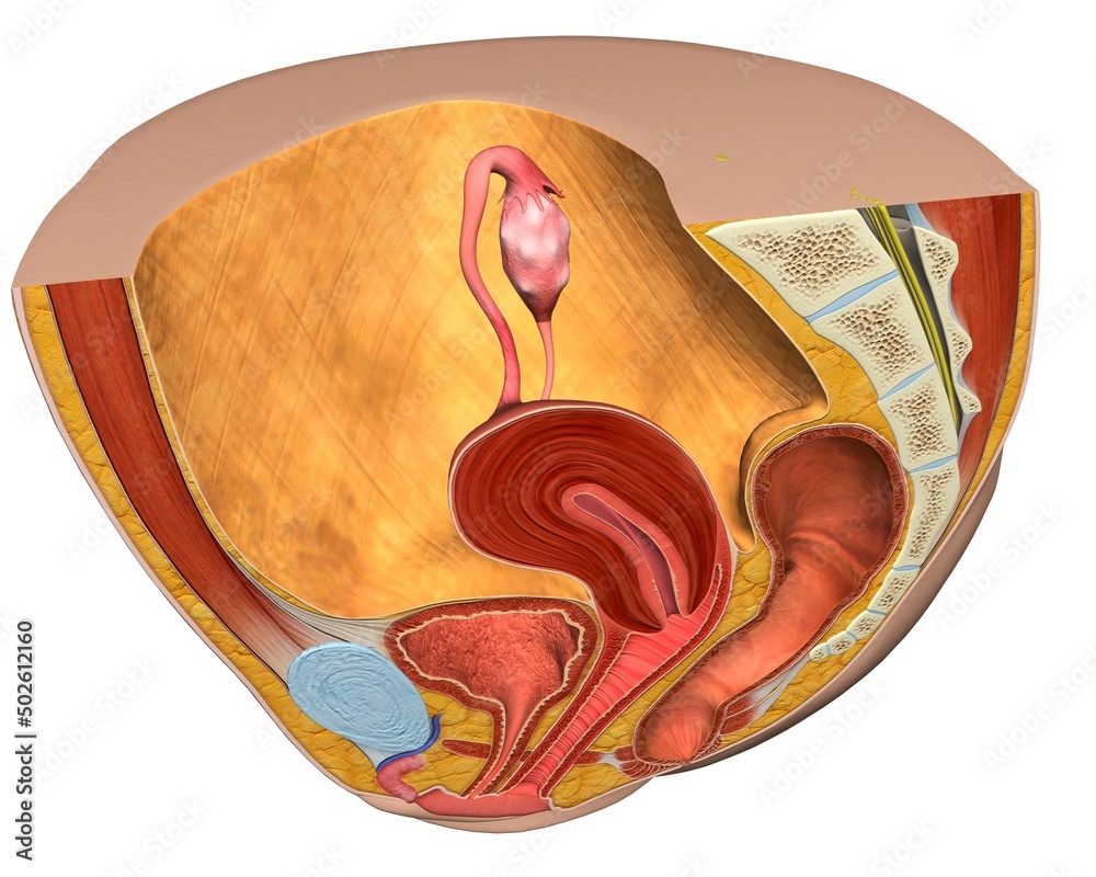 © SuperStock - Female reproductive system, medical illustration © SuperStock - Female reproductive system, medical illustration