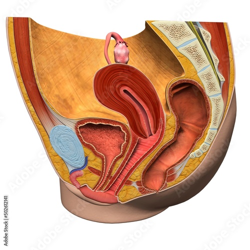 Female reproductive system, medical illustration