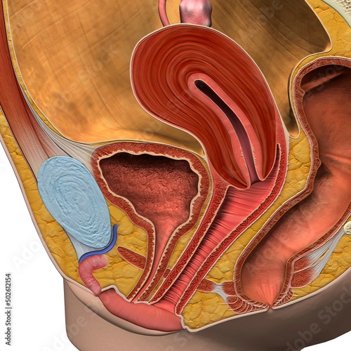 Female reproductive system, medical illustration photo