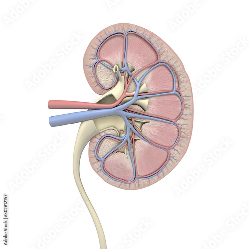 Cross-section of human kidney, veins, arteries, ureter