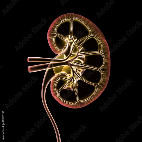 Cross-section x-ray of human kidney, veins, arteries, ureter