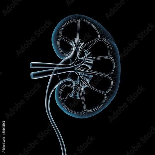 Cross-section x-ray of human kidney, veins, arteries, ureter photo