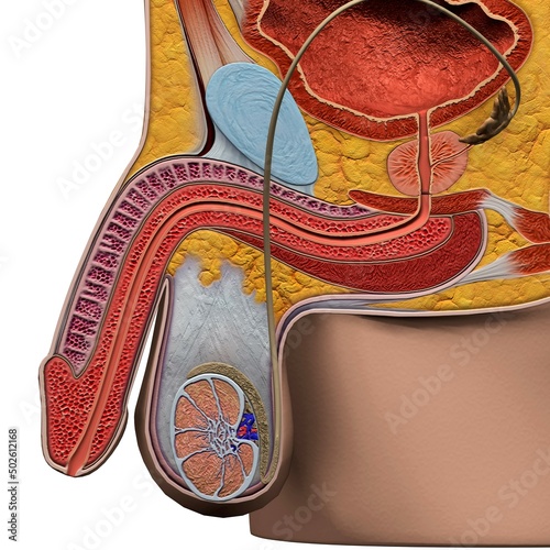 Male reproductive system, medical illustration