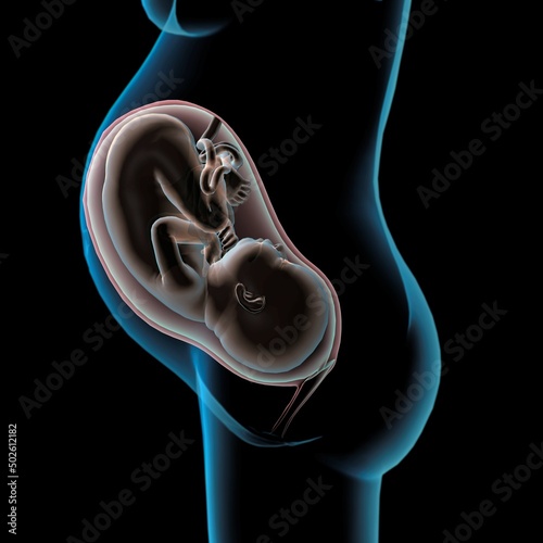 Pregnancy Anatomy Xray side view of fetus in utero, Black background photo