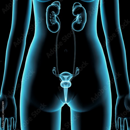 Female reproductive and urinary system, front view, blue Xray style on black background photo