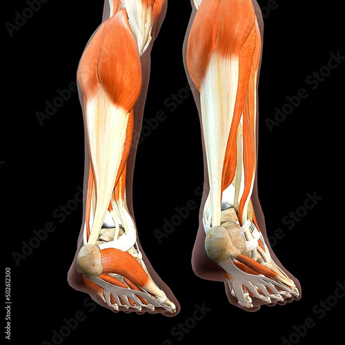 Achilles tendon male muscle anatomy on black background photo