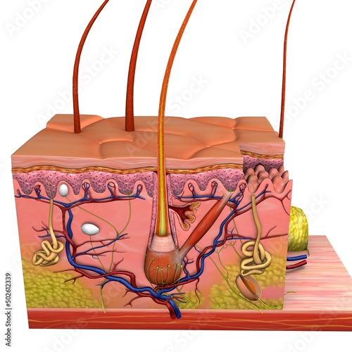 Medical illustration of human skin in cross section