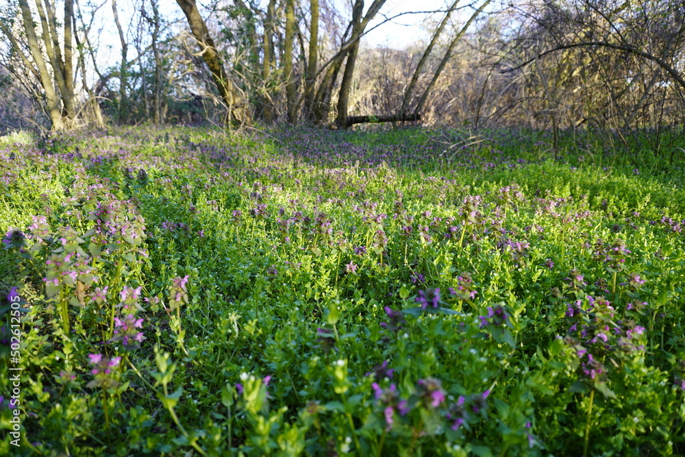 custom made wallpaper toronto digitalBeautiful woodland bluebell forest in spring Purple and pink flowers under tree