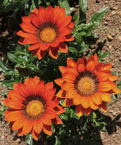 Gazania 