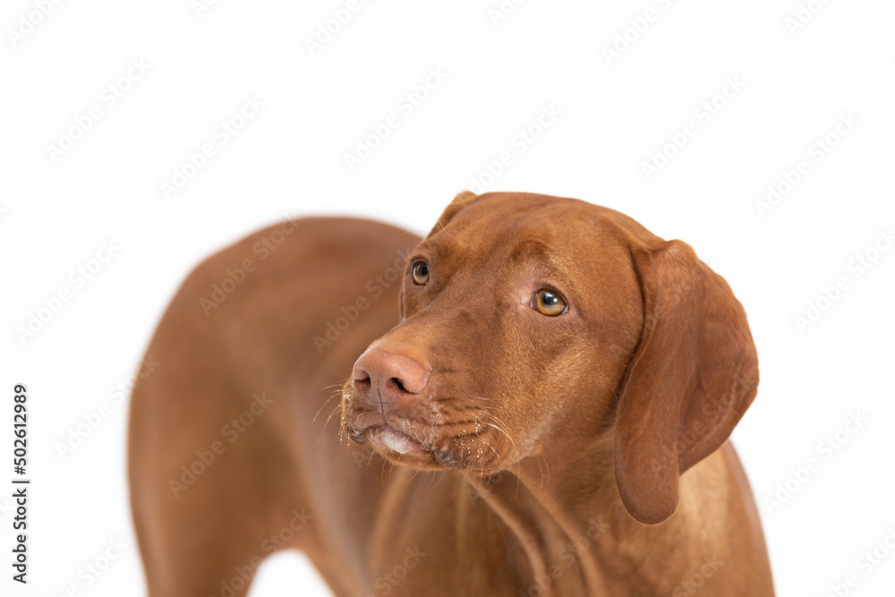 Hungarian shorthaired gelding - head and torso. Front view of Female dog.