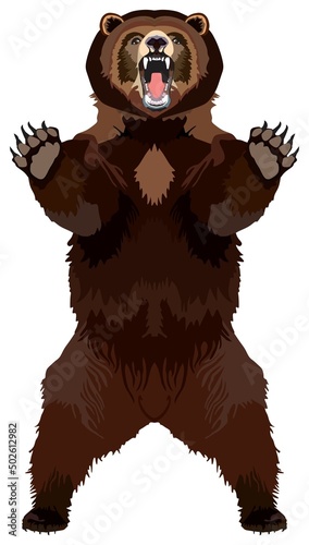 Grizzly brown bear animal vector drawing on isolated background standing in attack position full mouth opened prominent tusks ready to kill angry north America wildlife cartoon illustration