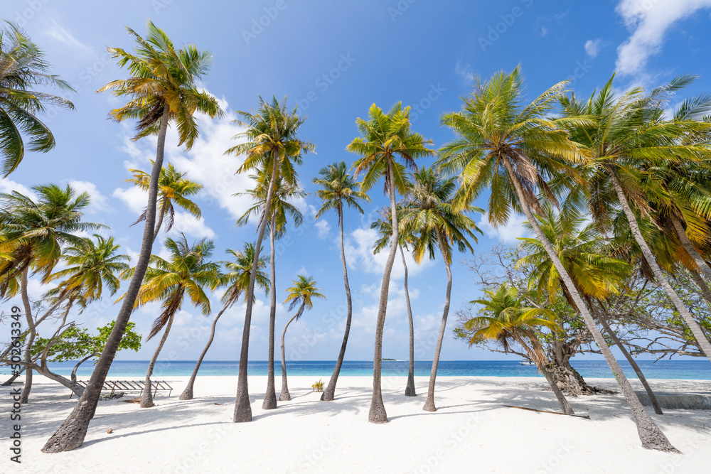 Palm trees on a tropical island in the Maldives Palm trees on a tropical island in the Maldives