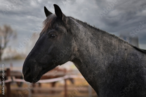 beautiful horse close-up on the pasture © Людмила Колядицкая