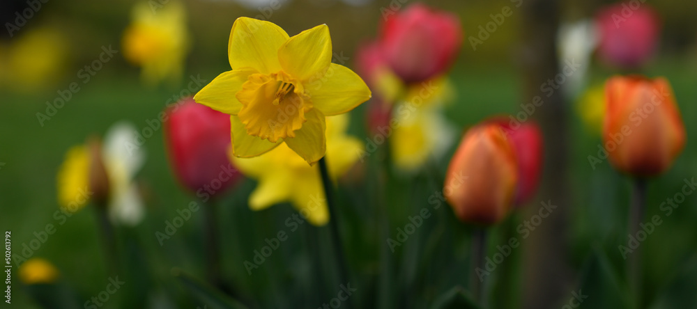 yellow daffodil with tulips yellow daffodil with tulips