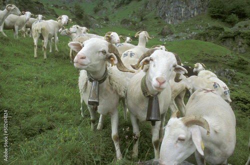 Sheep in a field, France