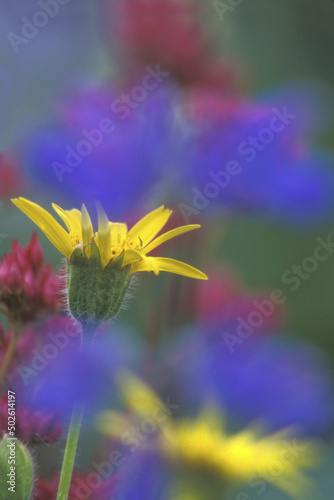 Close-up of an arnica flower photo