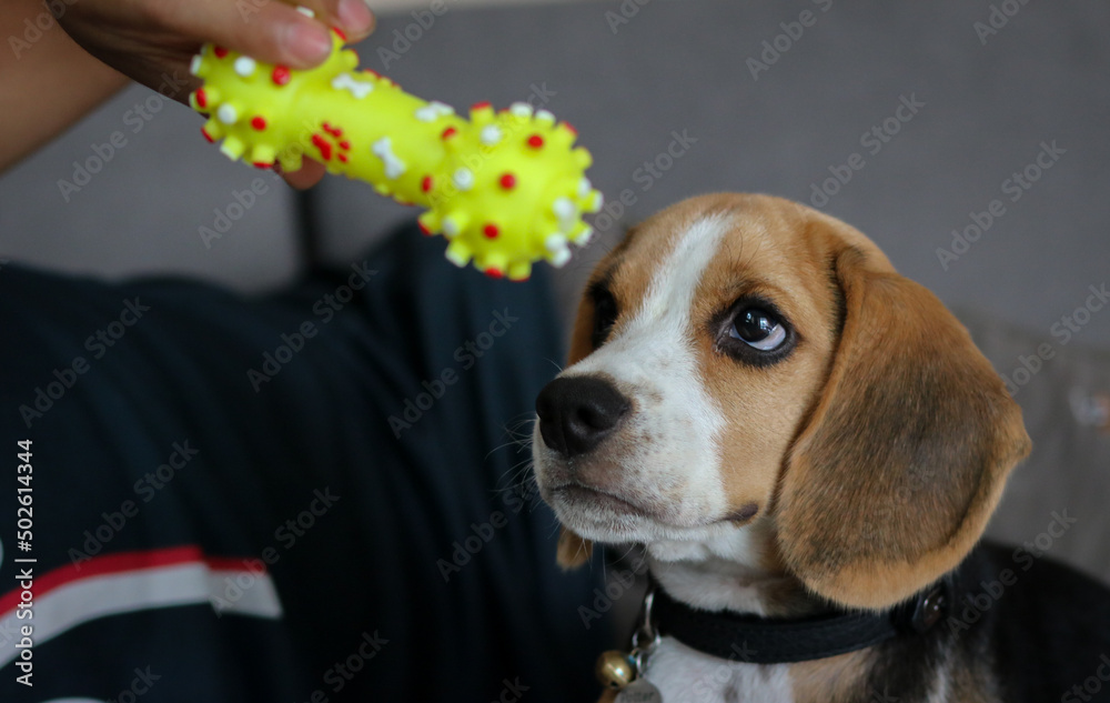 Lovely beagle puppy. Cute beagle puppy lying on the sofa. Beagle dog with a toy.