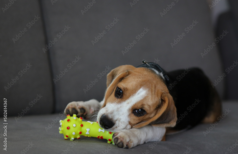 Lovely beagle puppy. Cute beagle puppy lying on the sofa. Beagle dog with a toy.