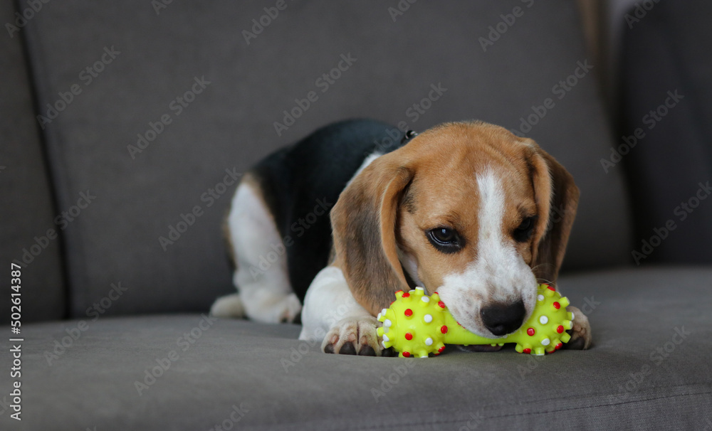 Lovely beagle puppy. Cute beagle puppy lying on the sofa. Beagle dog with a toy.