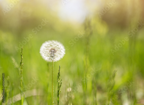 Dandelion grows on a green field in spring. Natural white flower.