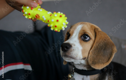 Obraz na płótnie Lovely beagle puppy. Cute beagle puppy lying on the sofa. Beagle dog with a toy. w salonie