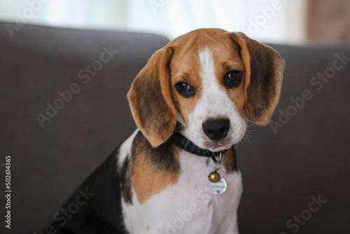 Lovely beagle puppy. Cute beagle puppy lying on the sofa.