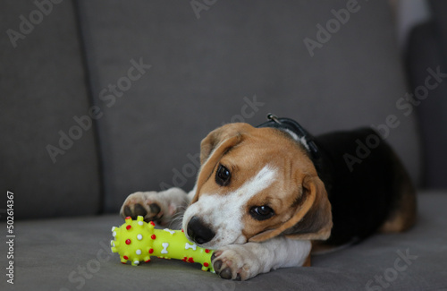 Obraz na płótnie Lovely beagle puppy. Cute beagle puppy lying on the sofa. Beagle dog with a toy. w salonie