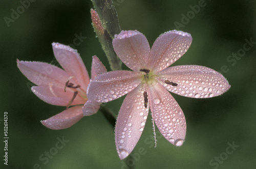 Close-up of Kafir Lilies (Clivia Miniata) photo
