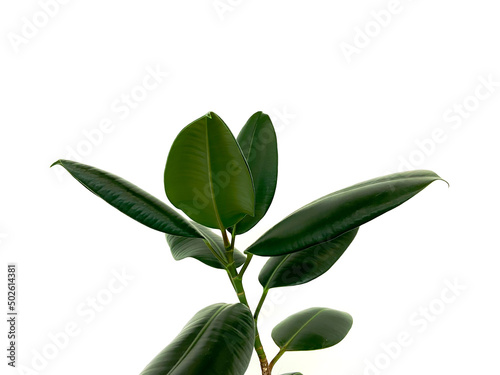 leaves isolated on white background