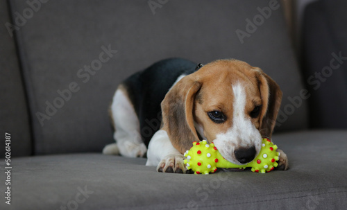 Obraz na płótnie Lovely beagle puppy. Cute beagle puppy lying on the sofa. Beagle dog with a toy. w salonie
