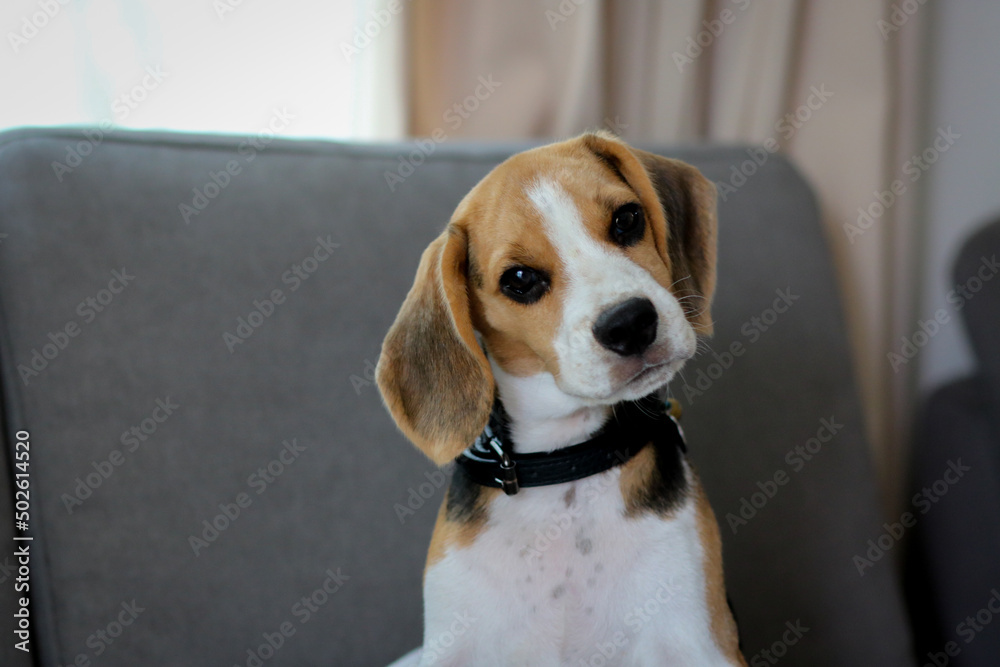 Lovely beagle puppy. Cute beagle puppy lying on the sofa.