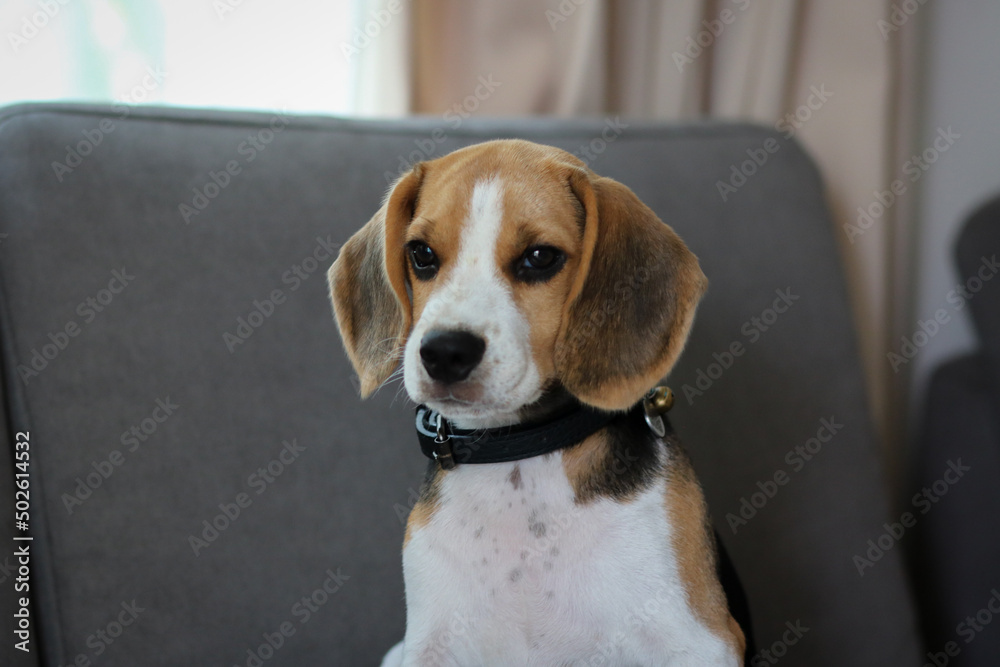 Lovely beagle puppy. Cute beagle puppy lying on the sofa.