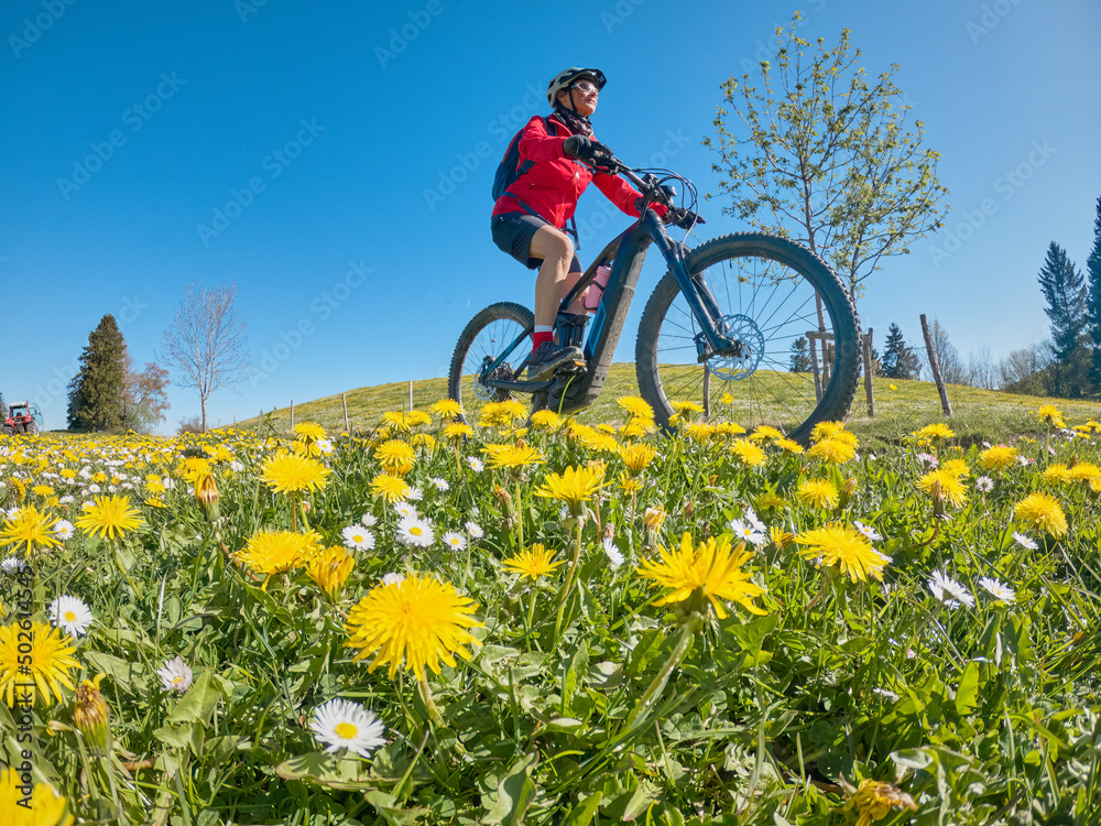 Fototapeta premium pretty senior woman riding her electric mountain bike in springtime in the Allgau mountains near Oberstaufen, with blooming spring flowers in the Foreground, Bavaria, Germany
