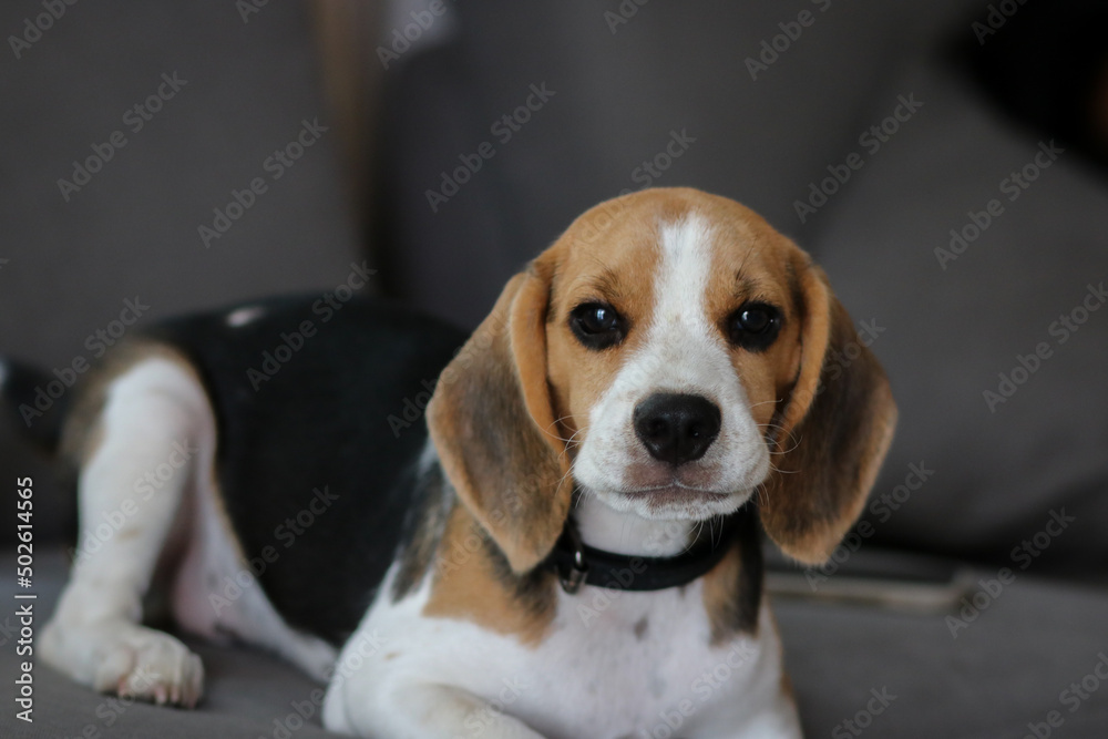 Lovely beagle puppy. Cute beagle puppy lying on the sofa.