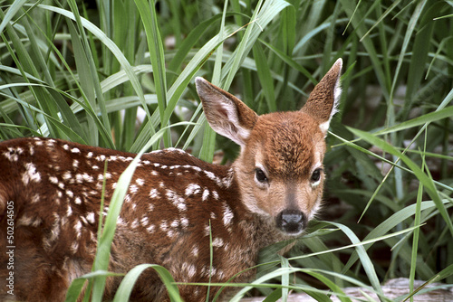 Side profile of a Mule Deer