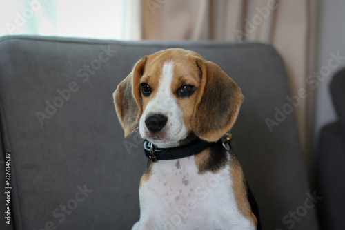 Obraz na płótnie Lovely beagle puppy. Cute beagle puppy lying on the sofa. w salonie