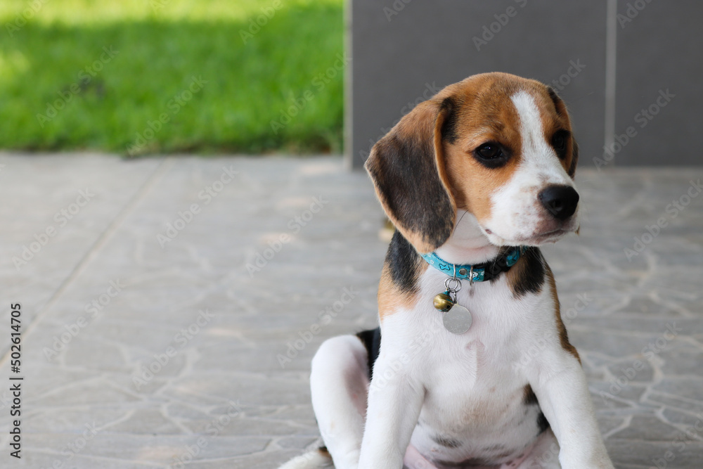 Purebred beagle puppies sitting in the outdoors.