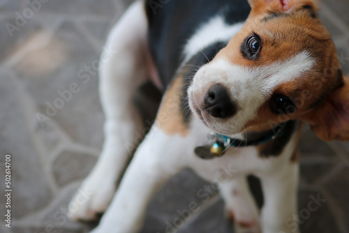 Lovely beagle puppy.