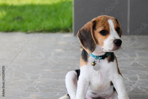 Purebred beagle puppies sitting in the outdoors.