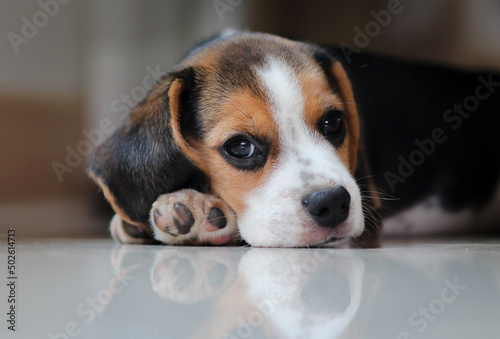 Lovely beagle puppy.