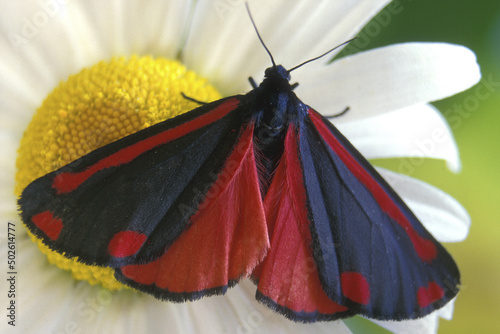 Cinnabar Moth