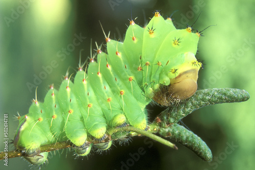 Polyphemus Moth Caterpillar photo