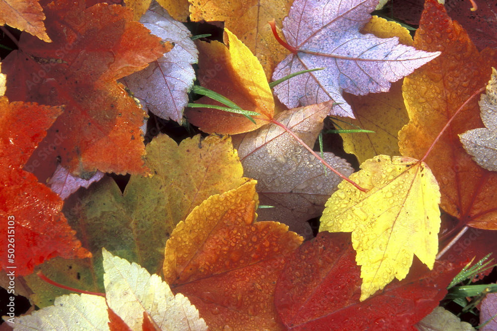 Close-up of autumn leaves Close-up of autumn leaves