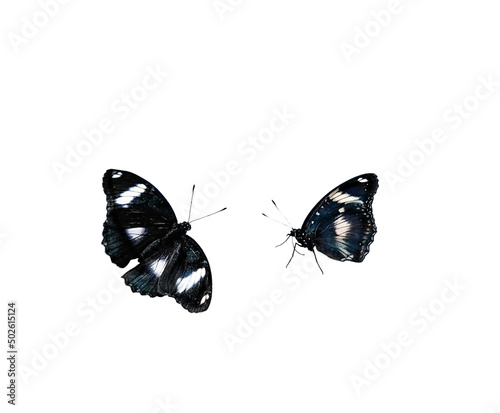 Tropical butterflies Hypolimnas bolina isolated on white background close up.  beautiful blue moon butterfly Blue-black insect. element for design. photo