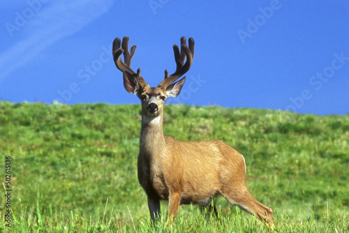Buck Deer in a landscape