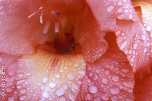 Close-up of a gladiolus photo