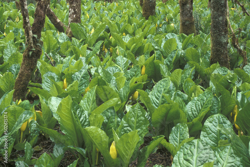 High angle view of skunk cabbages, Oregon, USA