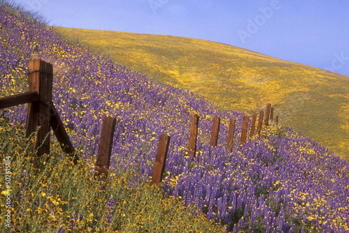 High angle view of a fence in a lavender field, Gorman, California, USA photo