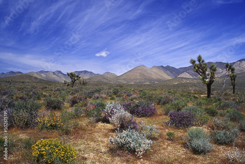 Plants and bushes in a desert, Mojave Desert, California, USA