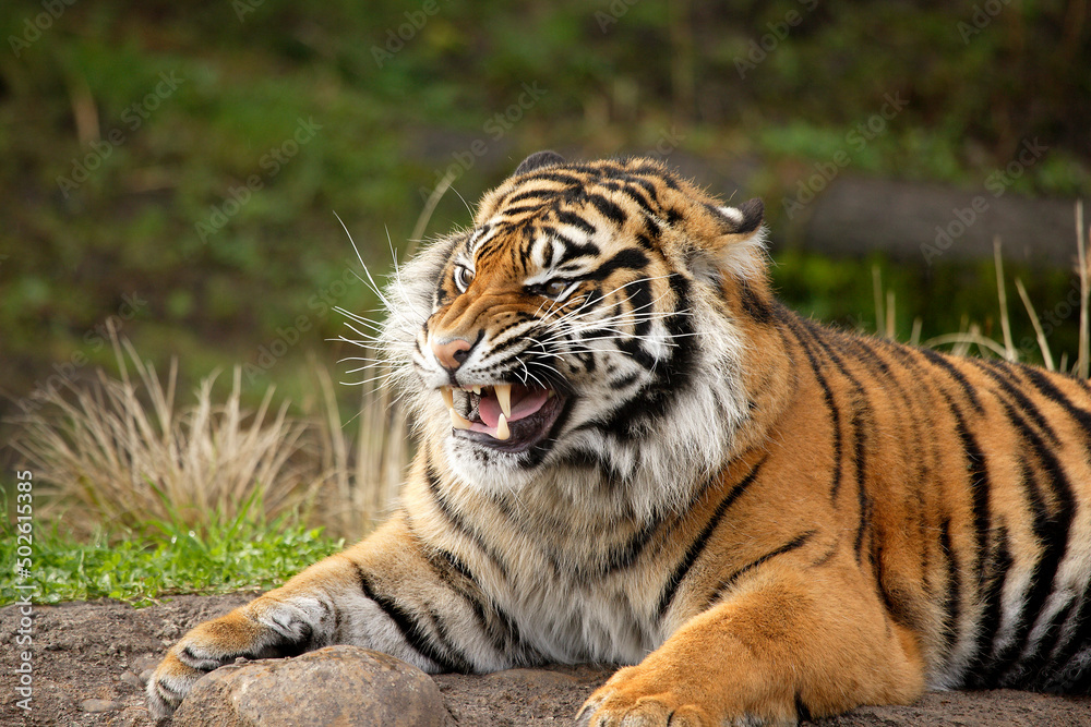 Close-up of a Sumatran Tiger snarling